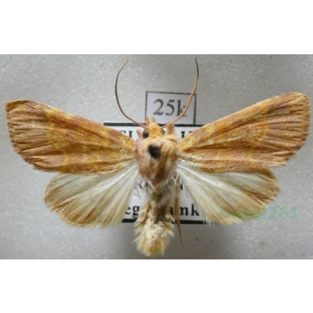 Tiliacea aurago (Denis & Schiffermüller, 1775) Ozimica złotawka Slovakia25k